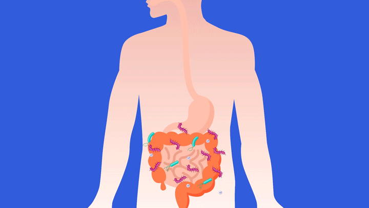 Gut Instincts: Why Your Gut Health is So Important - Ryderwear
